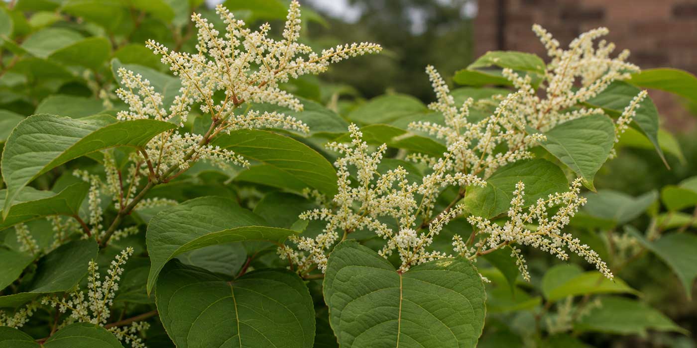 Knotweed flowering