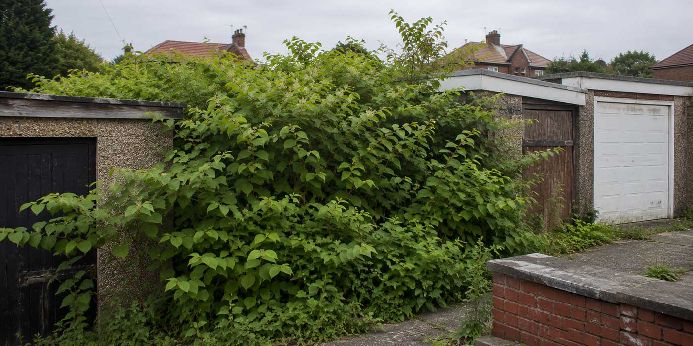 Japanese knotweed spreading along a neglected garden boundary