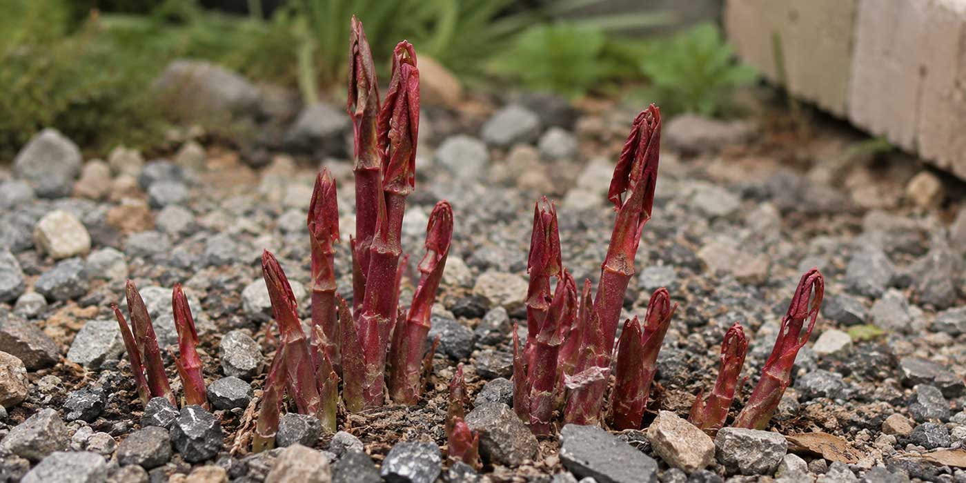 Japanese knotweed spreading along a garden boundary